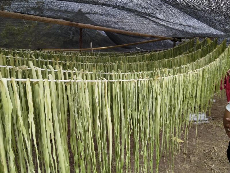 贡菜干云南优质贡菜干厂家直发量大价优质量保证