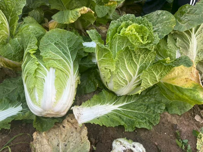 河北张家口黄心白菜大量接单产地直发量大从优欢迎来电