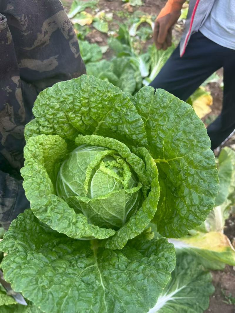 河北张家口黄心白菜大量接单产地直发量大从优欢迎来电