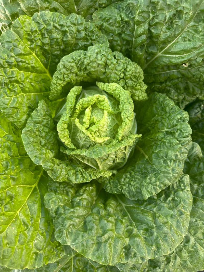 河北张家口黄心白菜大量接单产地直发量大从优欢迎来电