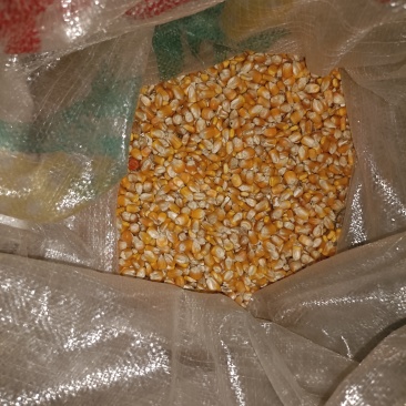 黄玉米