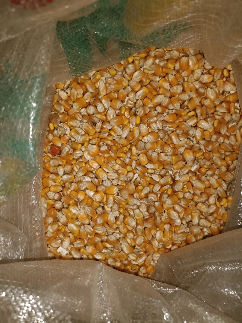 黄玉米