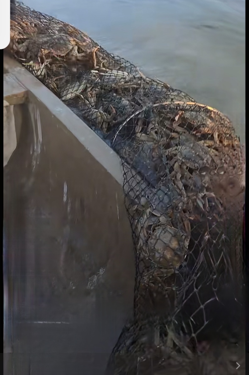 黄河口大闸蟹六月黄肉嫩黄满