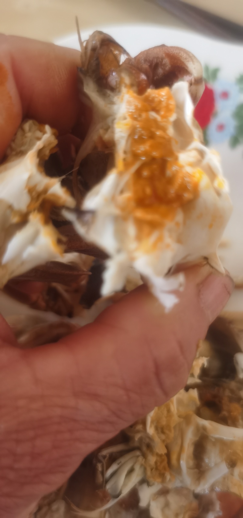 黄河口大闸蟹六月黄肉嫩黄满