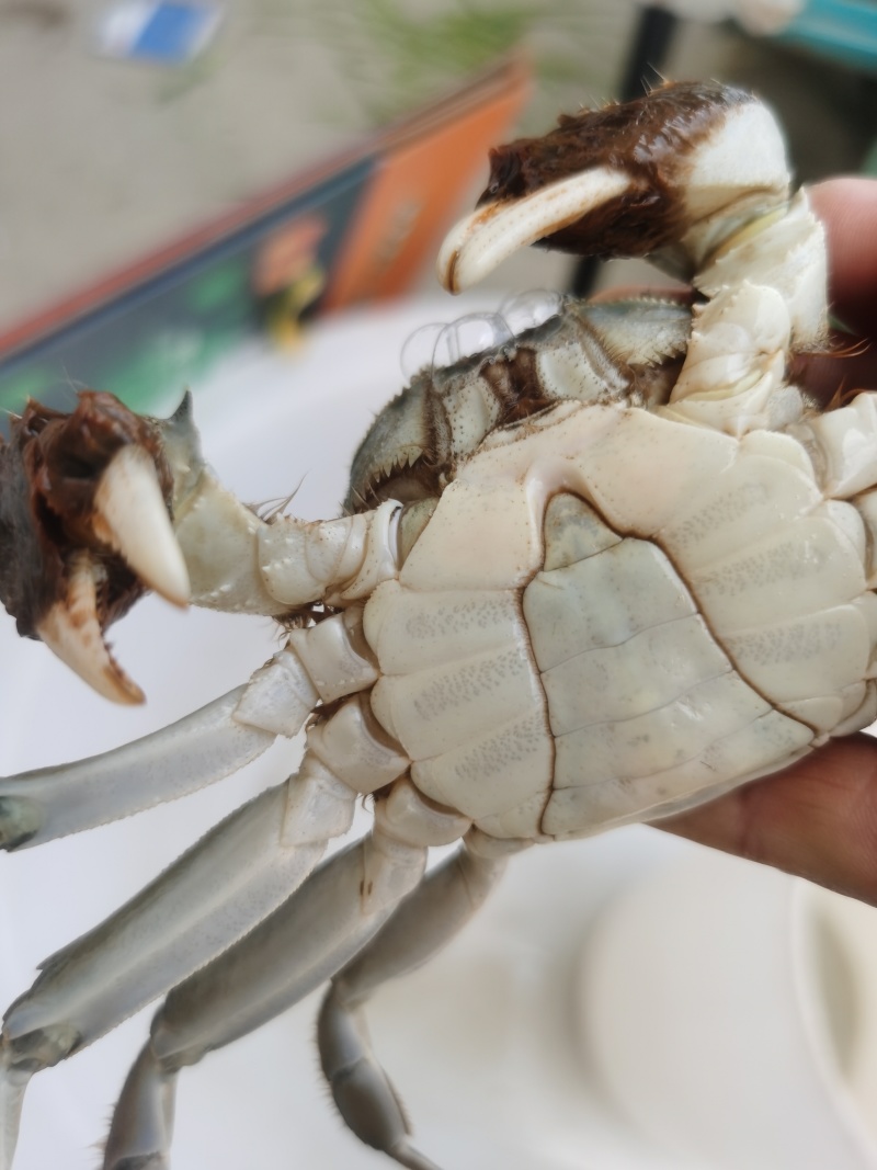 黄河口大闸蟹六月黄肉嫩黄满