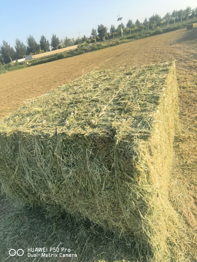 苜蓿草宁夏中宁，需要的联系