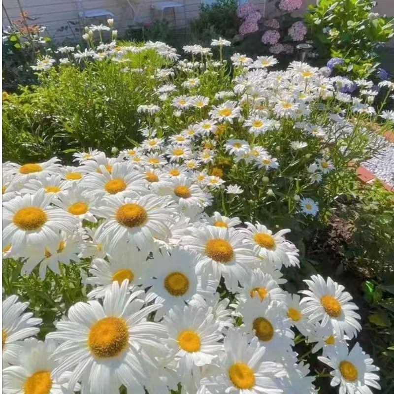 大滨菊花卉种子多年生宿根花卉花草种子景观绿化耐寒庭院观花