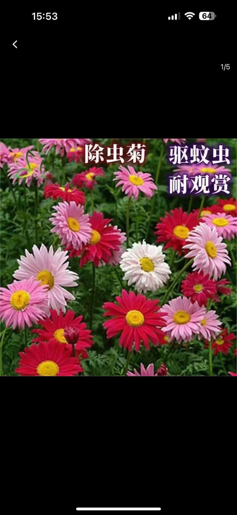 除虫菊种子除虫驱蚊效果好驱蚊草种子花种子