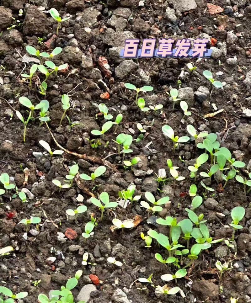 百日红种子步步高花籽四季易种庭院阳台盆栽花卉