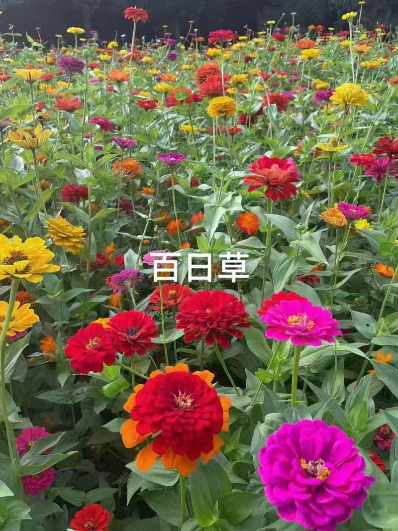 百日红种子步步高花籽四季易种庭院阳台盆栽花卉