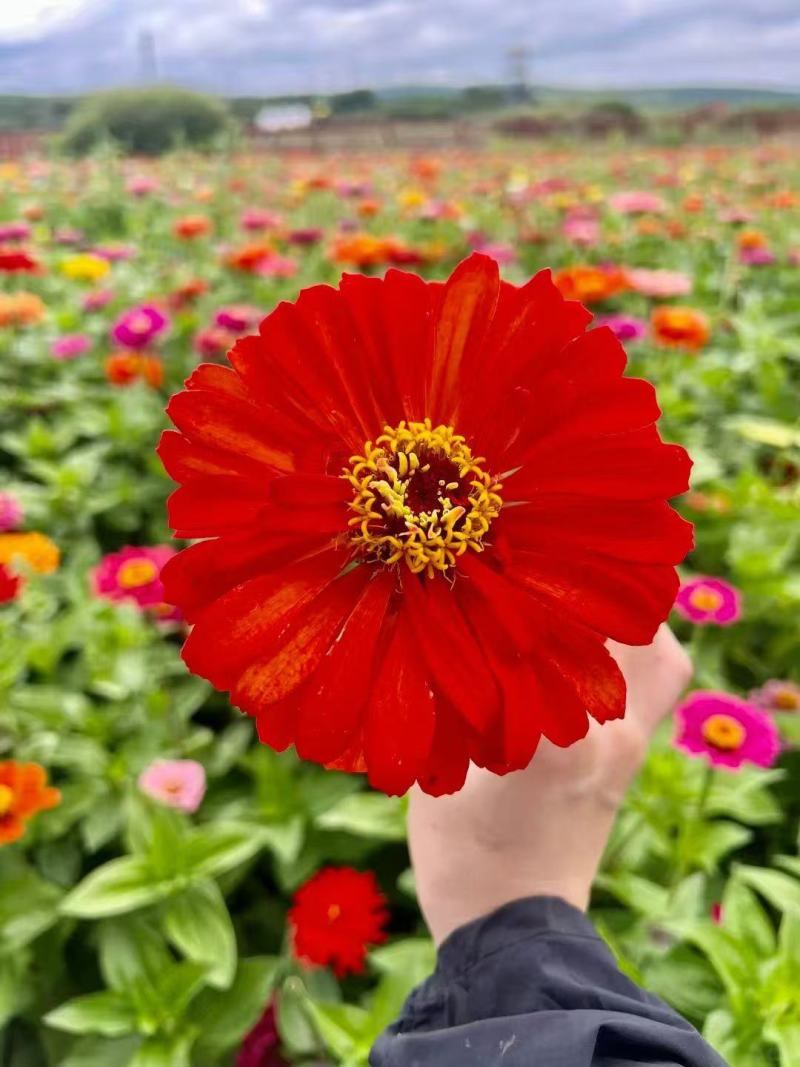 百日红种子步步高花籽四季易种庭院阳台盆栽花卉