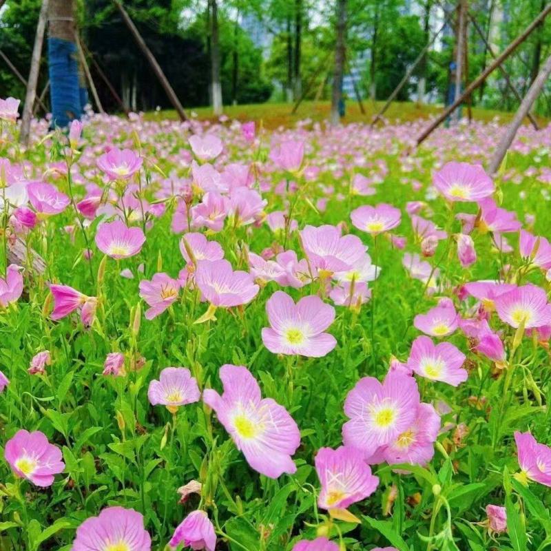 美丽月见草种子花期长好养活抗病性强懒人小白新手好种植