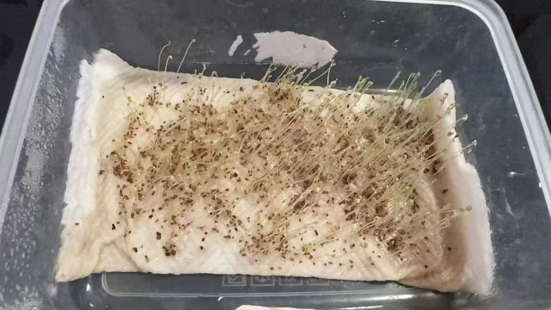 美丽月见草种子花期长好养活抗病性强懒人小白新手好种植