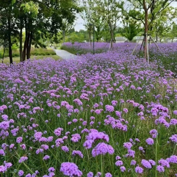 柳叶马鞭草种子四季易种多年生耐寒花籽花海园林景观花卉种子