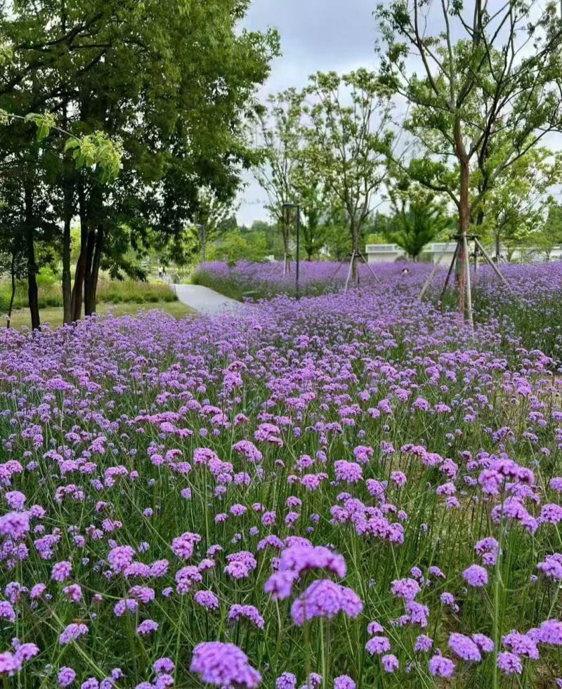 柳叶马鞭草种子四季易种多年生耐寒花籽花海园林景观花卉种子