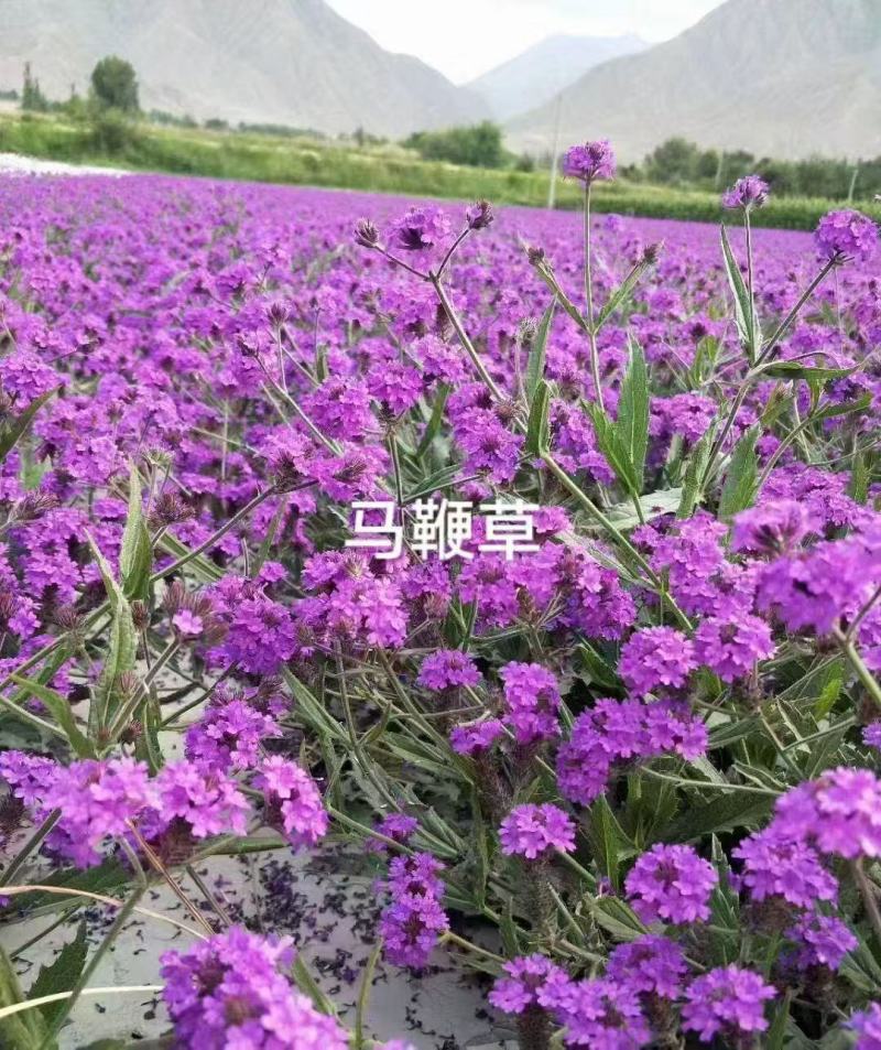 柳叶马鞭草种子四季易种多年生耐寒花籽花海园林景观花卉种子
