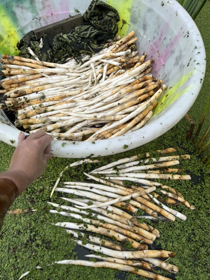 蒙自象牙菜，现摘现发