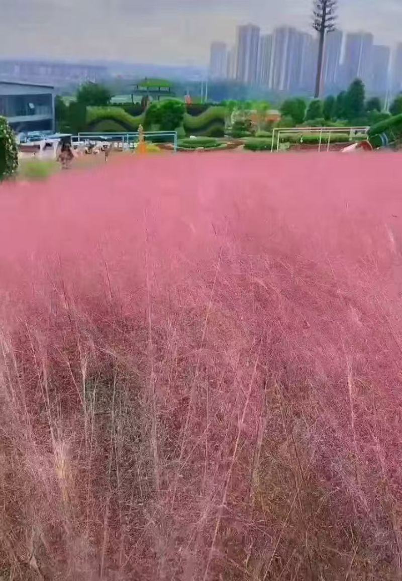 粉黛乱子草籽耐寒耐热多年生观赏草网红草种子花海种草本植物