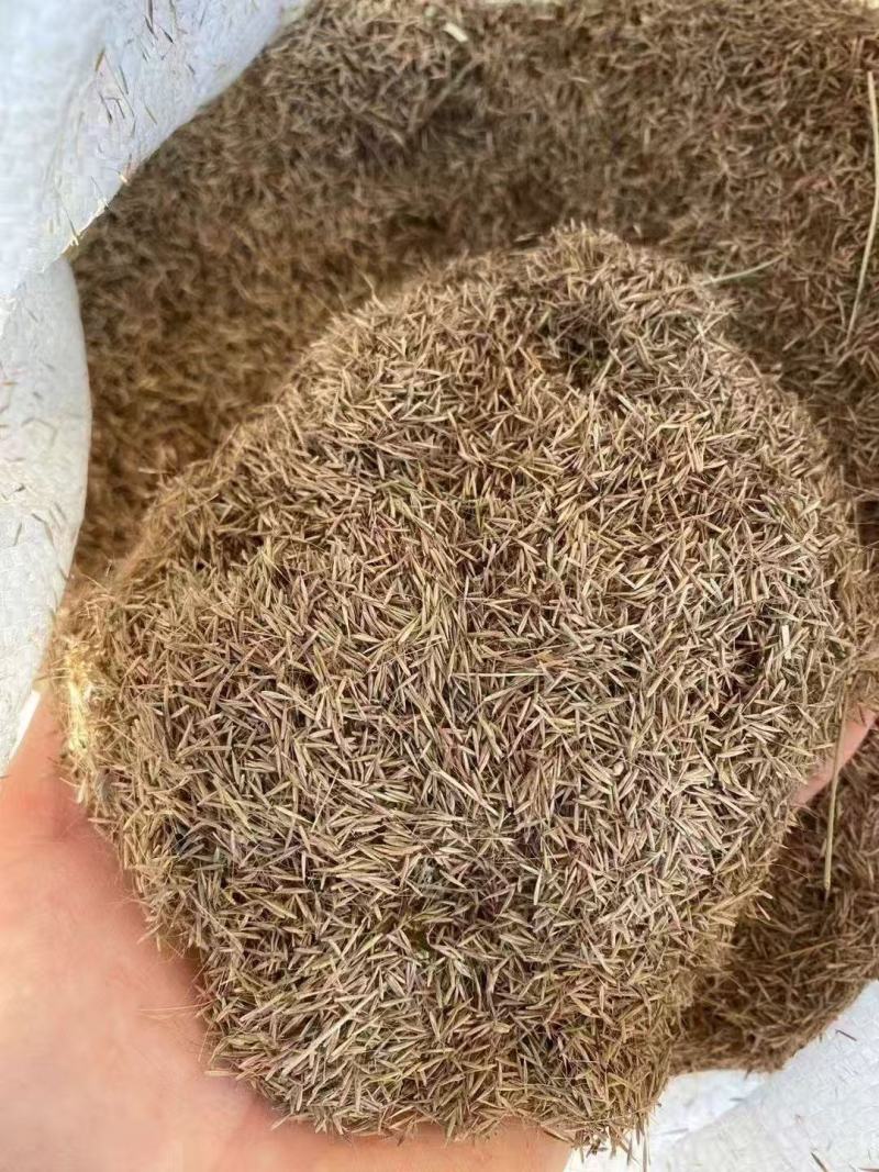 粉黛乱子草籽耐寒耐热多年生观赏草网红草种子花海种草本植物