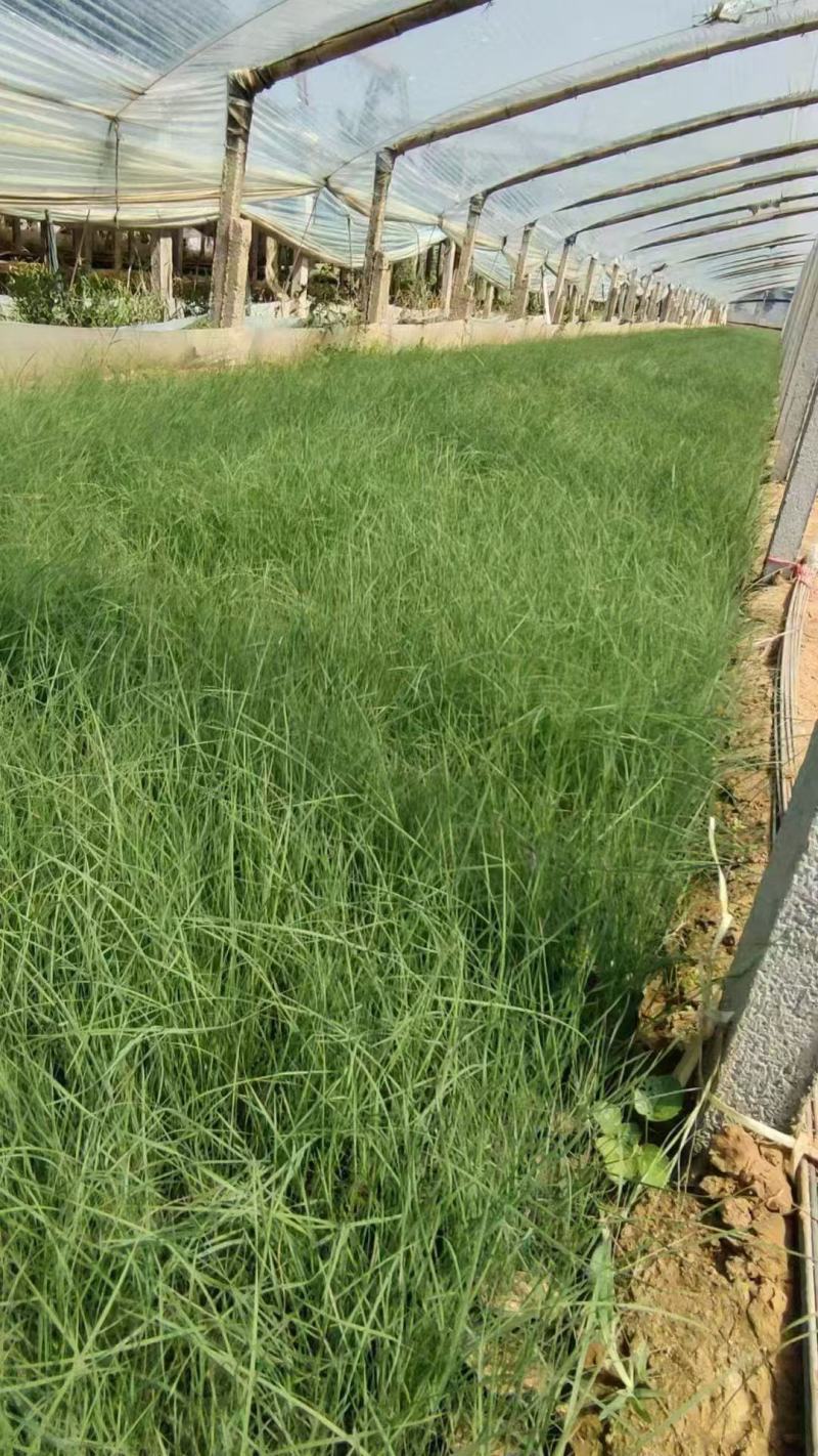 粉黛乱子草籽耐寒耐热多年生观赏草网红草种子花海种草本植物