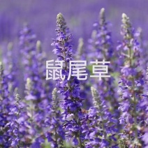 蓝花鼠尾草种子一串蓝紫花易活多年生宿根花卉景观庭院阳