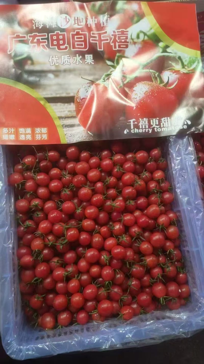【推荐】广东电白千禧圣女果大量上市产地直发量大从优