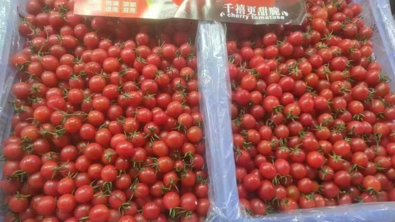 【推荐】广东电白千禧圣女果大量上市产地直发量大从优