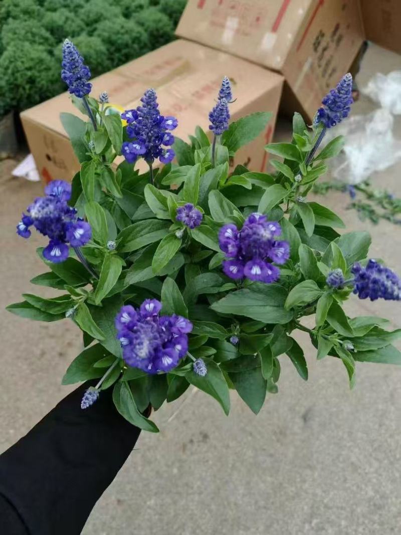 蓝花鼠尾草种子一串蓝紫花易活多年生宿根花卉景观庭院阳