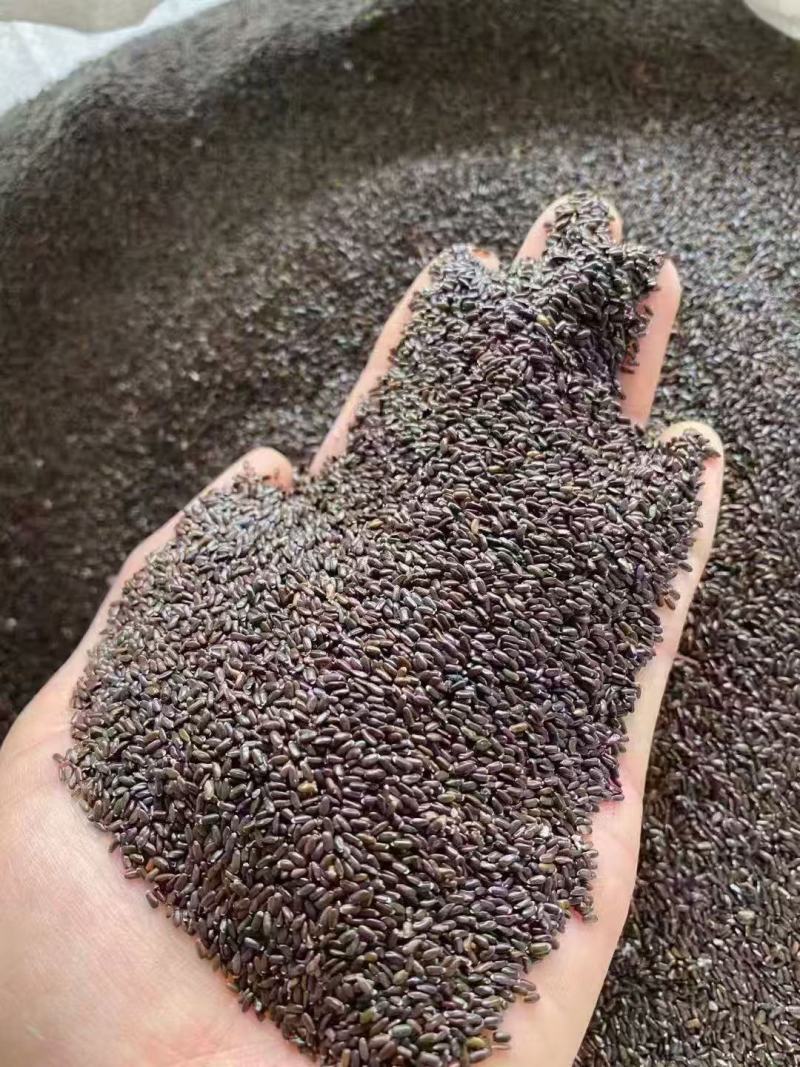 薰衣草种子打造普罗旺斯花海