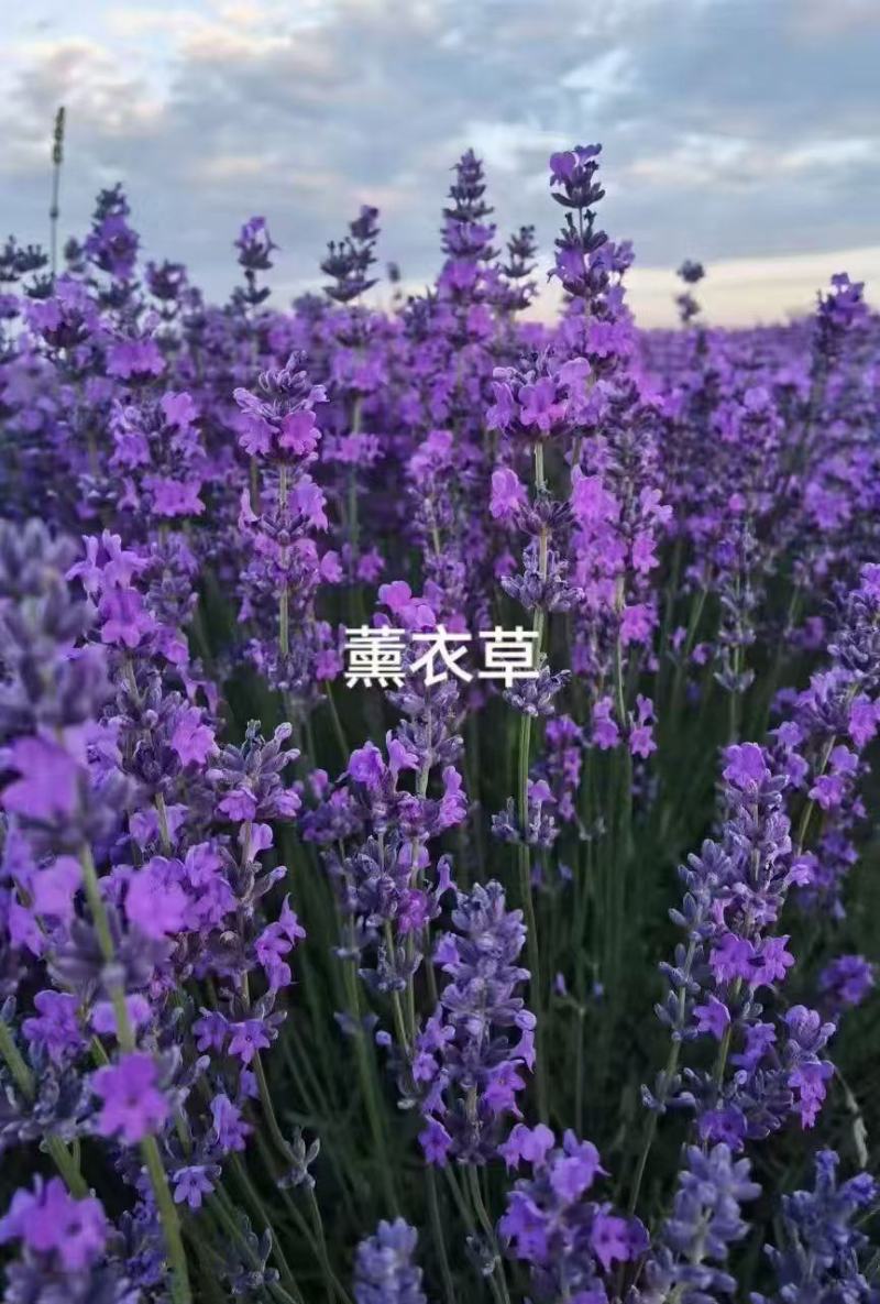 薰衣草种子打造普罗旺斯花海