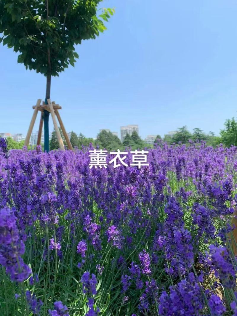 薰衣草种子打造普罗旺斯花海
