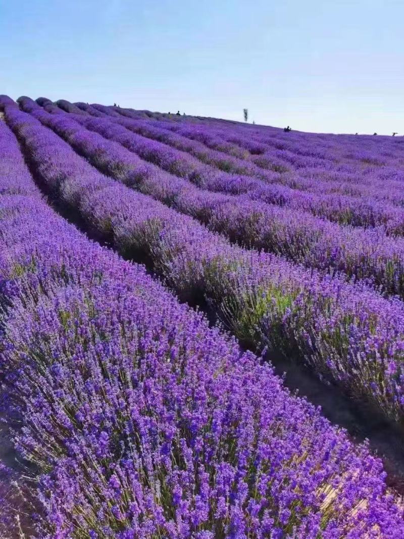 薰衣草种子打造普罗旺斯花海