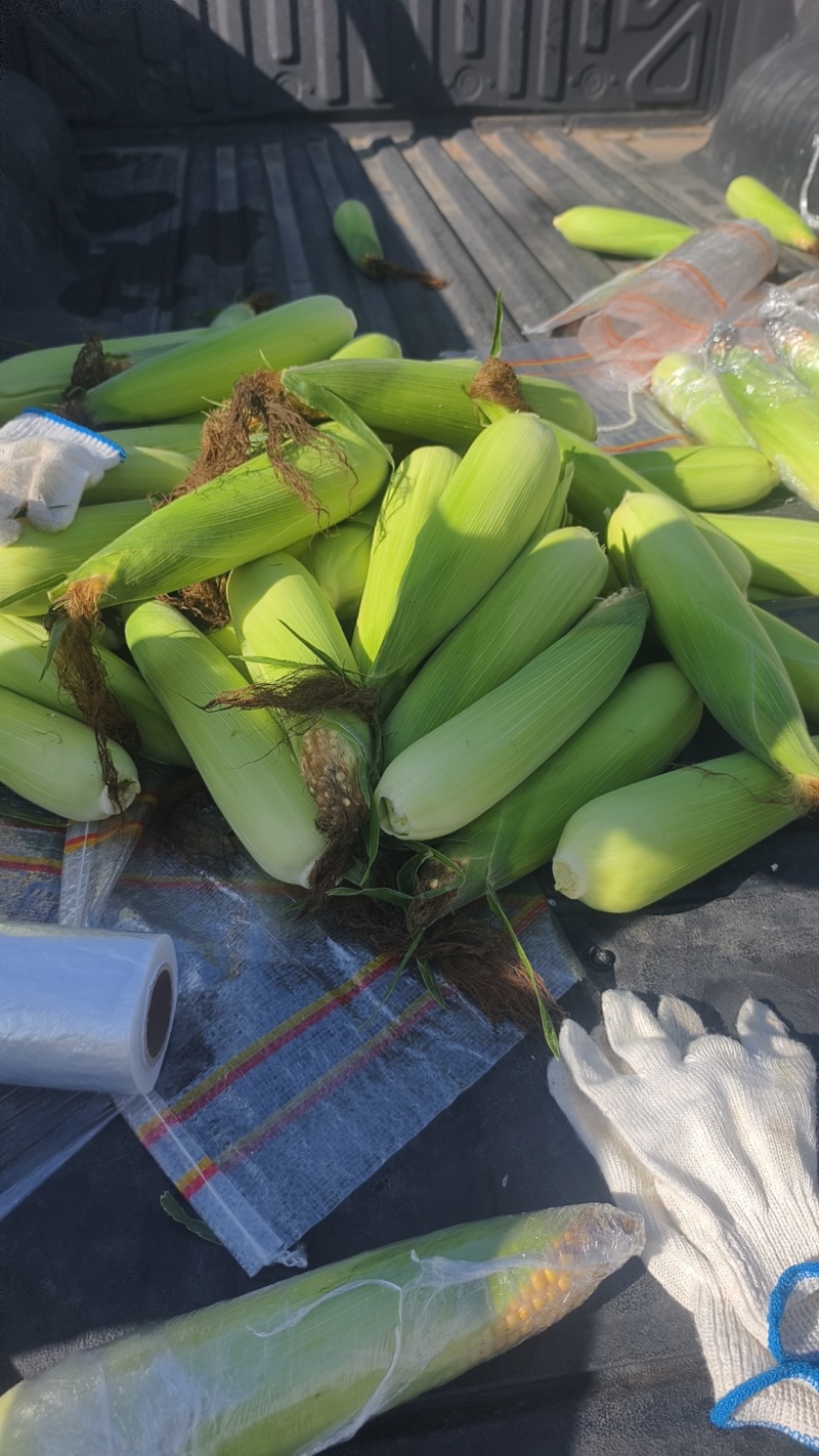 粘玉米，哈粘5号