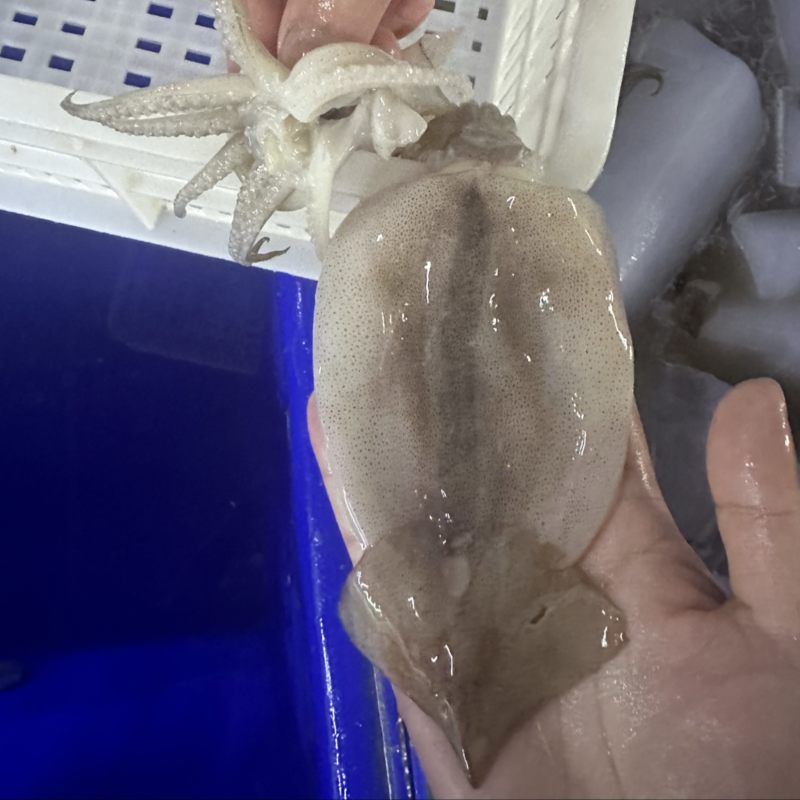鱿鱼系列