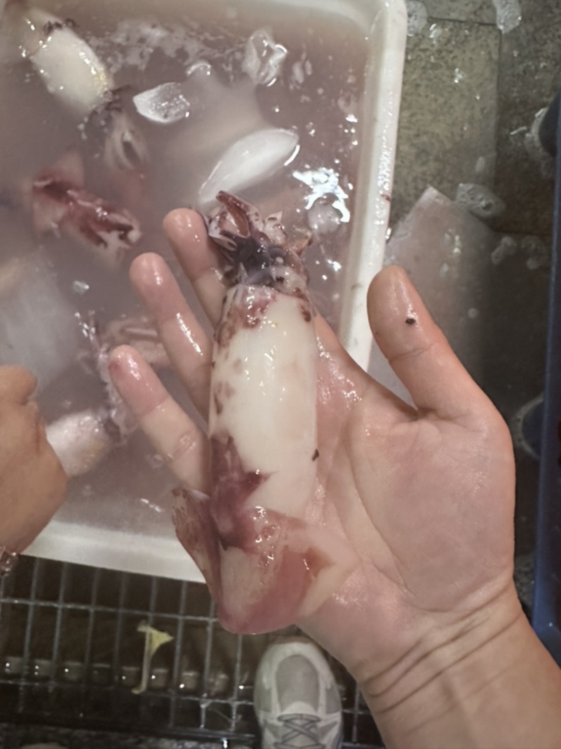鱿鱼系列