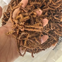 蜜炙远志一斤也是批发价格产地直售包邮