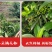 江津九叶青花椒，基地直供货源，货物充足，需要的联系