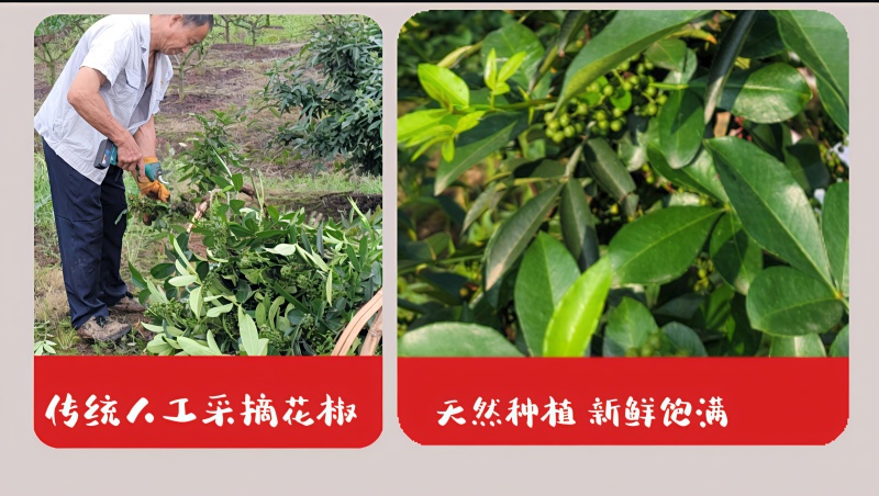 江津九叶青花椒，基地直供货源，货物充足，需要的联系