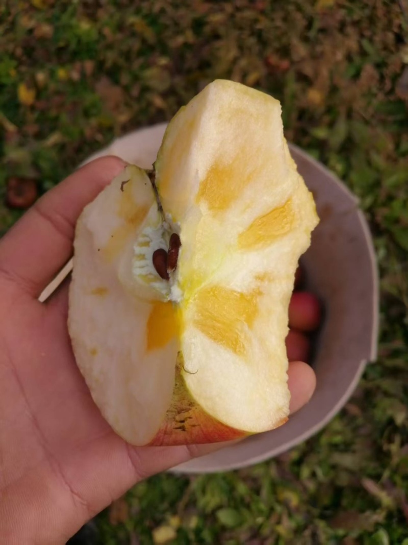 苹果美八苹果支持电商，商超，一件代发现摘现发