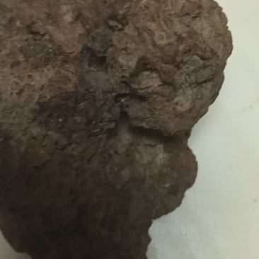 猪砂