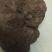 猪砂