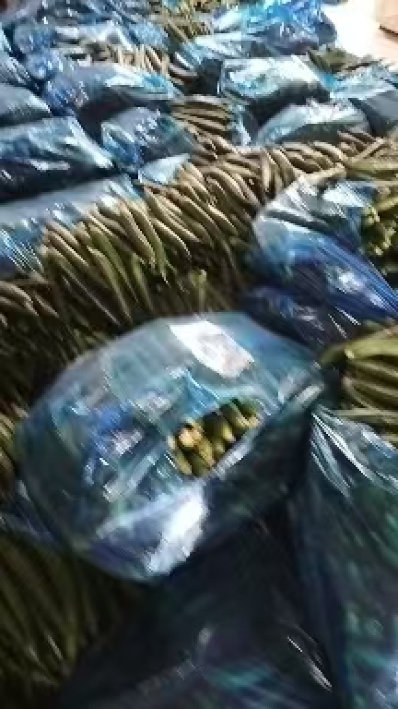 精品黄瓜密刺黄瓜，全国发货，可对接电商商超，一条龙服务