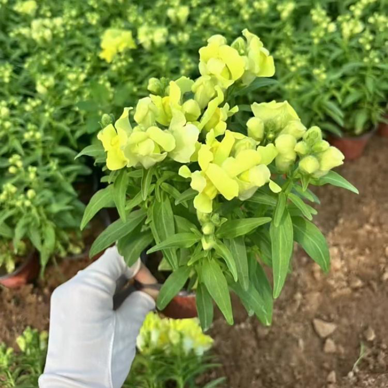 金鱼草，精品金鱼草，一手货源，基地直发，大量供应