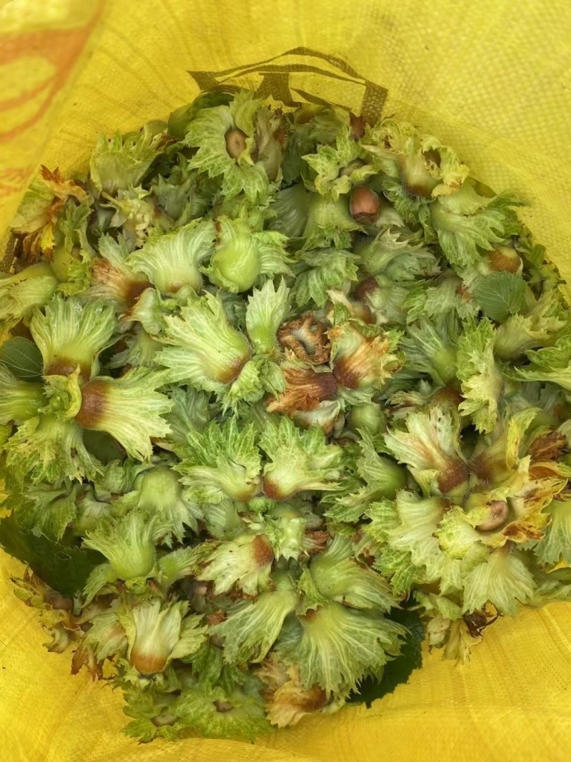 平欧新鲜水瓤榛子，自己家的。可以批发零售