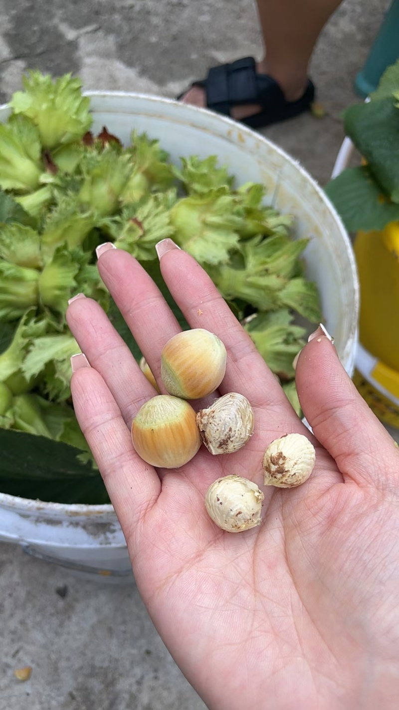 平欧新鲜水瓤榛子，自己家的。可以批发零售