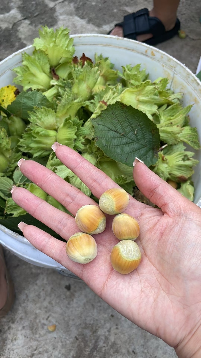 平欧新鲜水瓤榛子，自己家的。可以批发零售
