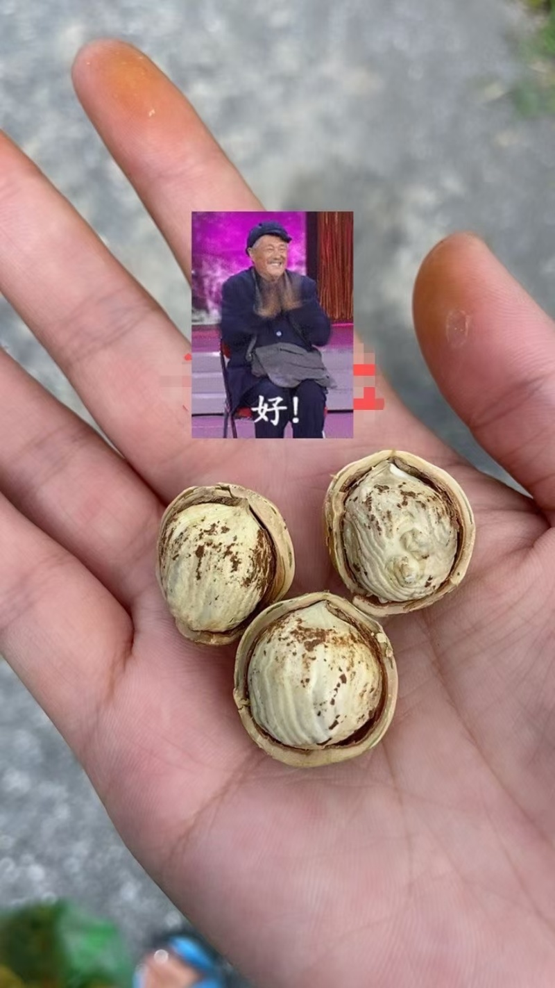 平欧新鲜水瓤榛子，自己家的。可以批发零售
