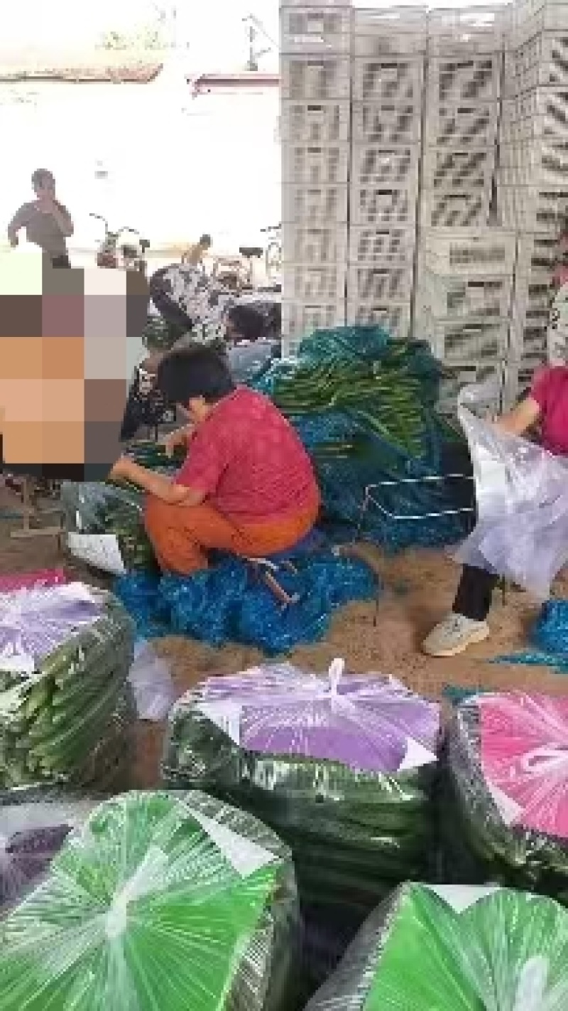 精品密刺黄瓜产地直发保质保量诚信经营，欢迎咨询