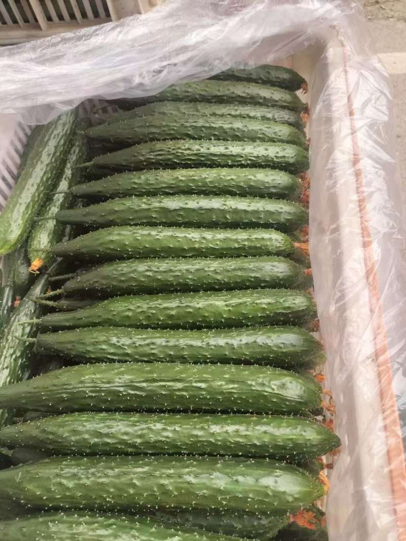 精品密刺黄瓜产地直发保质保量诚信经营，欢迎咨询
