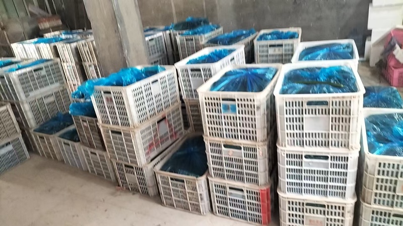 精品密刺黄瓜产地直发保质保量诚信经营，欢迎咨询